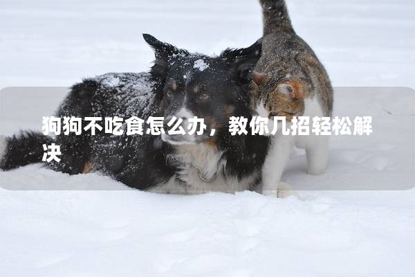 狗狗不吃食怎么辦，教你幾招輕松解決