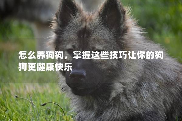 怎么養狗狗，掌握這些技巧讓你的狗狗更健康快樂