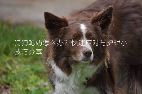 狗狗嗆奶怎么辦？快速應對與護理小技巧分享
