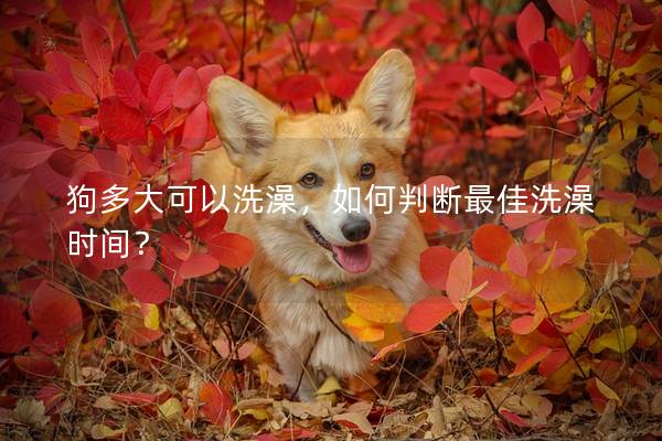 狗多大可以洗澡，如何判斷最佳洗澡時間？