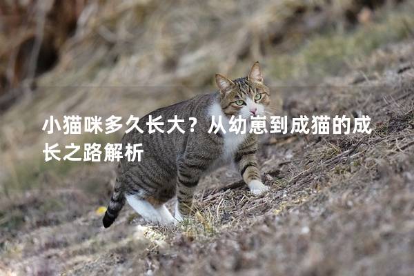 小貓咪多久長大？從幼崽到成貓的成長之路解析