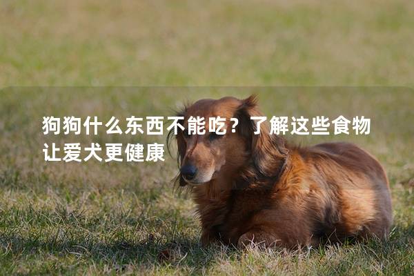 狗狗什么東西不能吃？了解這些食物讓愛犬更健康