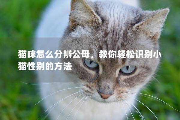 貓咪怎么分辨公母,教你輕松識別小貓性別的方法 貓咪怎么分辨公母,教你輕松識別小貓性別的方法
