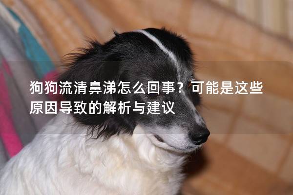 狗狗流清鼻涕怎么回事？可能是這些原因?qū)е碌慕馕雠c建議