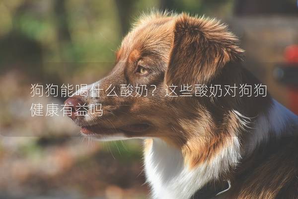 狗狗能喝什么酸奶？這些酸奶對狗狗健康有益嗎