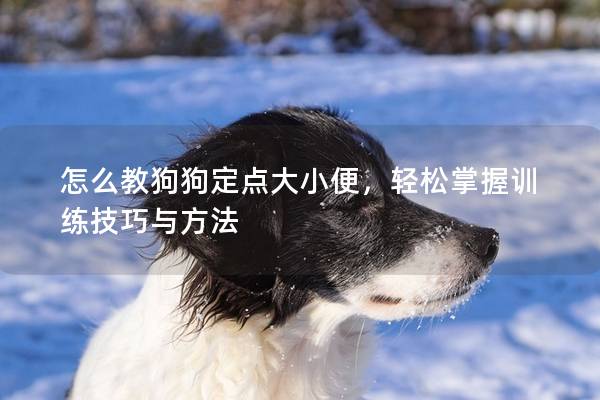 怎么教狗狗定點大小便，輕松掌握訓練技巧與方法