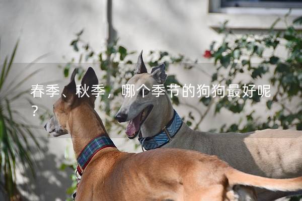 春季、秋季，哪個(gè)季節(jié)的狗狗最好呢？