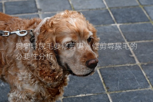 狗狗導尿毛要修剪嗎，修剪導尿毛的必要性分析