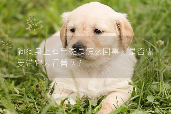狗狗身上有黑斑是怎么回事,是否需要帶它去看獸醫(yī)? 狗狗身上有黑斑是怎么回事,是否需要帶它去看獸醫(yī)?