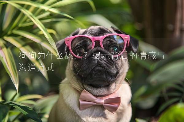 狗狗為什么舔人？揭示背后的情感與溝通方式