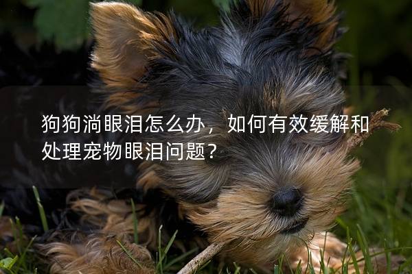 狗狗淌眼淚怎么辦，如何有效緩解和處理寵物眼淚問題？