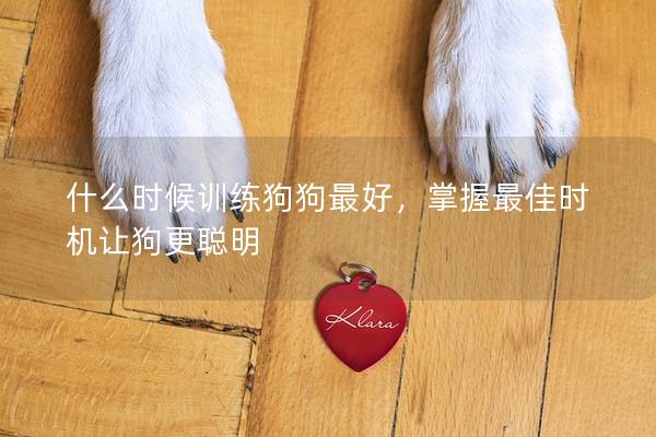 什么時候訓練狗狗最好，掌握最佳時機讓狗更聰明
