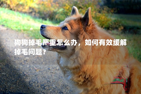 狗狗掉毛嚴重怎么辦,如何有效緩解掉毛問題? 狗狗掉毛嚴重怎么辦,如何有效緩解掉毛問題?