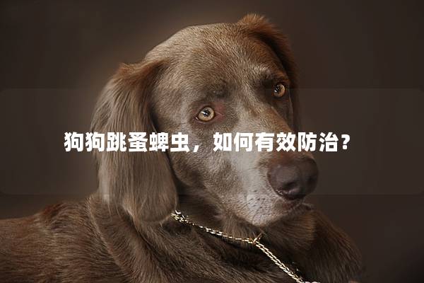 狗狗跳蚤蜱蟲,如何有效防治? 狗狗跳蚤蜱蟲,如何有效防治?