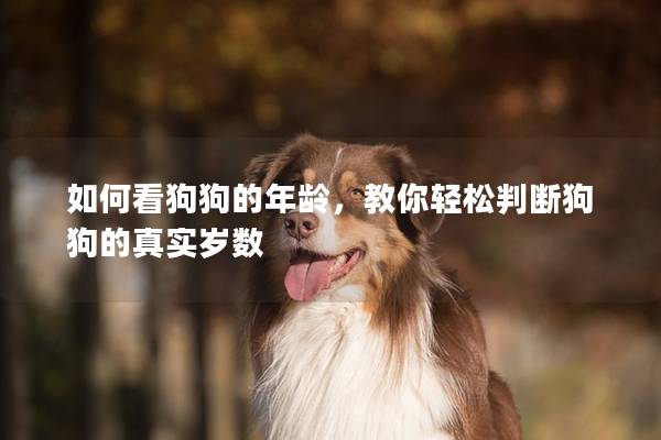 如何看狗狗的年齡，教你輕松判斷狗狗的真實歲數(shù)