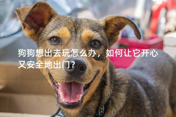 狗狗想出去玩怎么辦，如何讓它開(kāi)心又安全地出門(mén)？