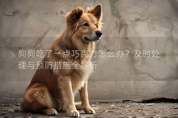 狗狗吃了一點巧克力怎么辦？及時處理與預防措施全解析