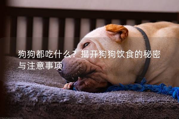 狗狗都吃什么？揭開狗狗飲食的秘密與注意事項