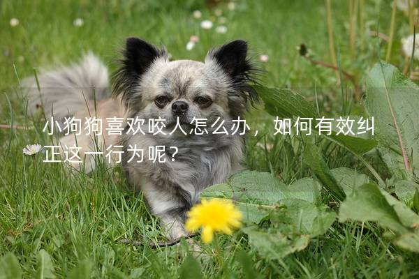 小狗狗喜歡咬人怎么辦，如何有效糾正這一行為呢？