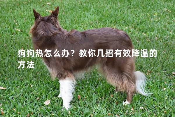 狗狗熱怎么辦？教你幾招有效降溫的方法
