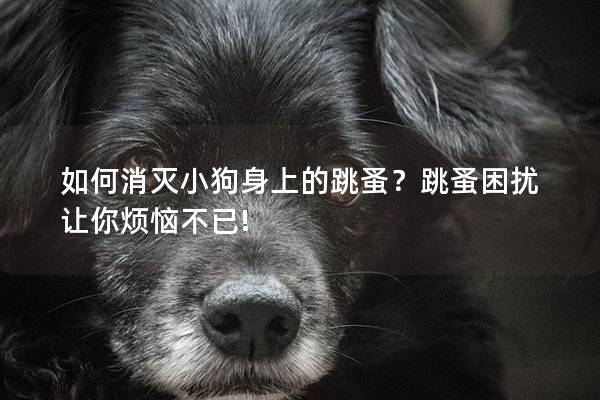 如何消滅小狗身上的跳蚤?跳蚤困擾讓你煩惱不已! 如何消滅小狗身上的跳蚤?跳蚤困擾讓你煩惱不已!