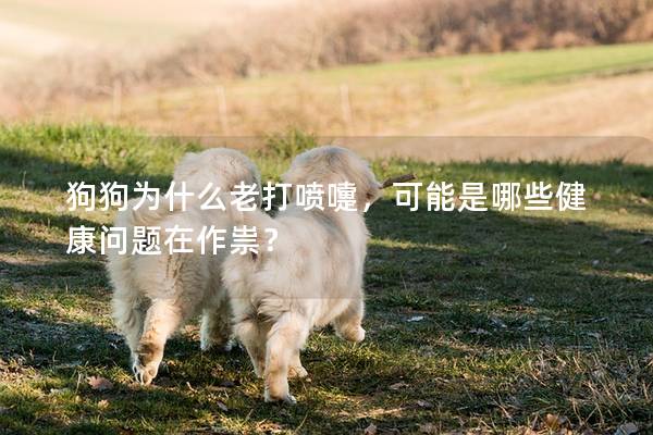 狗狗為什么老打噴嚏，可能是哪些健康問題在作祟？