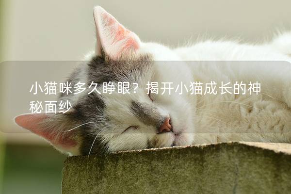 小貓咪多久睜眼?揭開小貓成長的神秘面紗 小貓咪多久睜眼?揭開小貓成長的神秘面紗