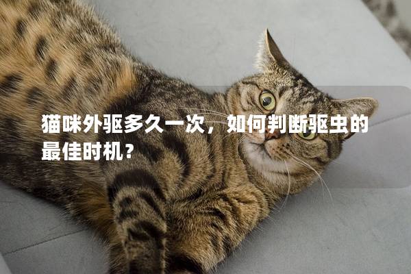 貓咪外驅多久一次，如何判斷驅蟲的最佳時機？