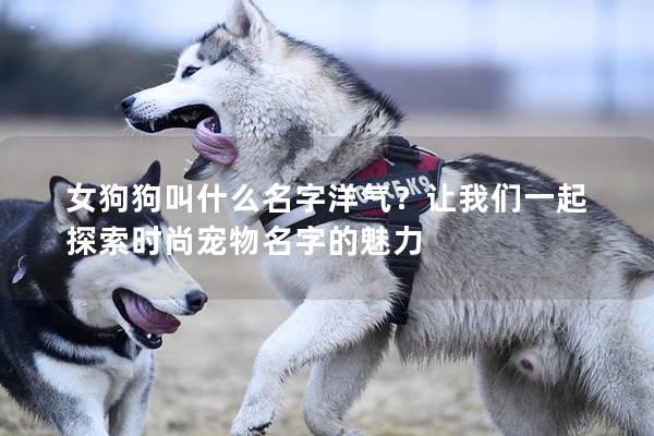 女狗狗叫什么名字洋氣？讓我們一起探索時尚寵物名字的魅力