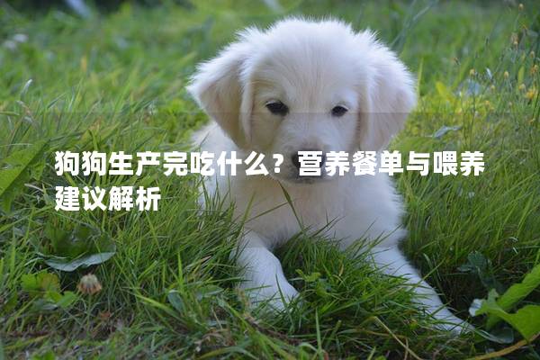 狗狗生產完吃什么？營養餐單與喂養建議解析