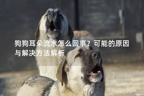 狗狗耳朵流水怎么回事？可能的原因與解決方法解析