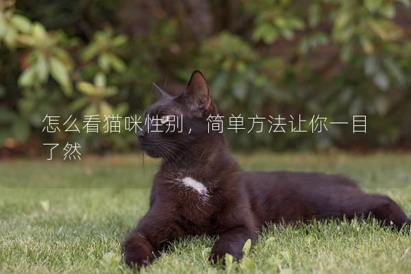 怎么看貓咪性別,簡(jiǎn)單方法讓你一目了然 怎么看貓咪性別,簡(jiǎn)單方法讓你一目了然