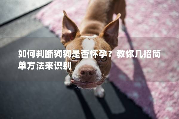 如何判斷狗狗是否懷孕?教你幾招簡(jiǎn)單方法來(lái)識(shí)別 如何判斷狗狗是否懷孕?教你幾招簡(jiǎn)單方法來(lái)識(shí)別