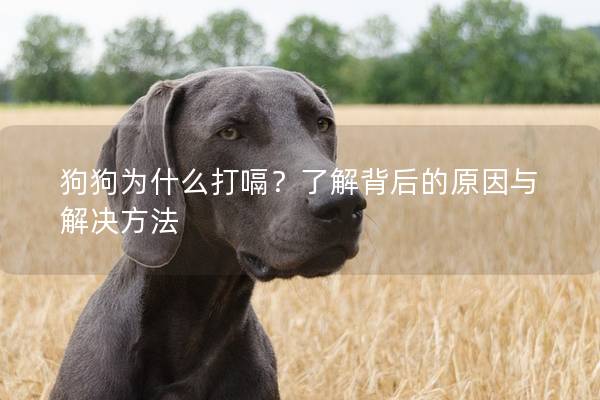 狗狗為什么打嗝？了解背后的原因與解決方法