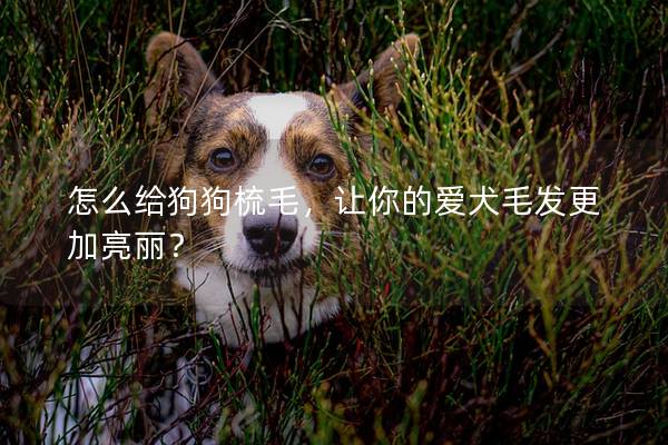 怎么給狗狗梳毛，讓你的愛犬毛發更加亮麗？