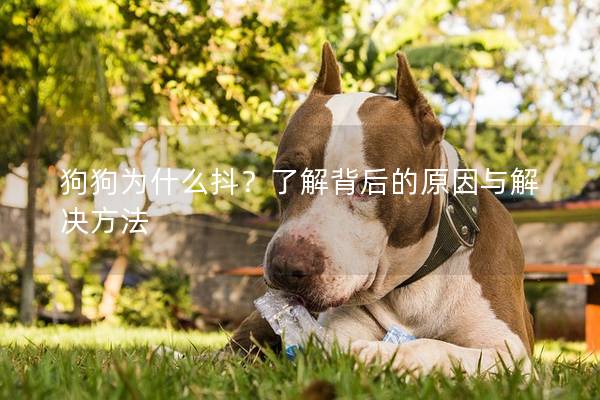 狗狗為什么抖？了解背后的原因與解決方法