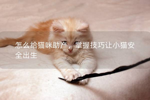 怎么給貓咪助產，掌握技巧讓小貓安全出生