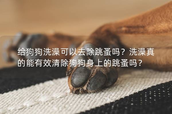 給狗狗洗澡可以去除跳蚤嗎？洗澡真的能有效清除狗狗身上的跳蚤嗎？
