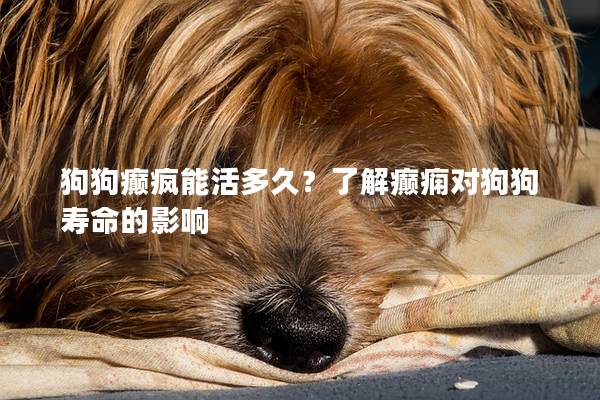 狗狗癲瘋能活多久？了解癲癇對狗狗壽命的影響