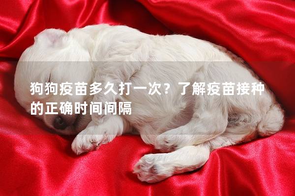 狗狗疫苗多久打一次？了解疫苗接種的正確時間間隔