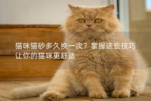 貓咪貓砂多久換一次？掌握這些技巧讓你的貓咪更舒適