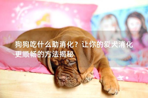 狗狗吃什么助消化？讓你的愛犬消化更順暢的方法揭秘