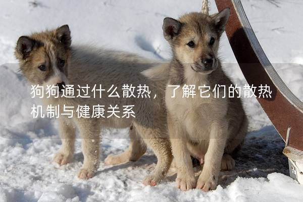 狗狗通過(guò)什么散熱,了解它們的散熱機(jī)制與健康關(guān)系 狗狗通過(guò)什么散熱,了解它們的散熱機(jī)制與健康關(guān)系