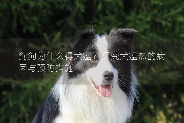 狗狗為什么得犬瘟？探究犬瘟熱的病因與預防措施