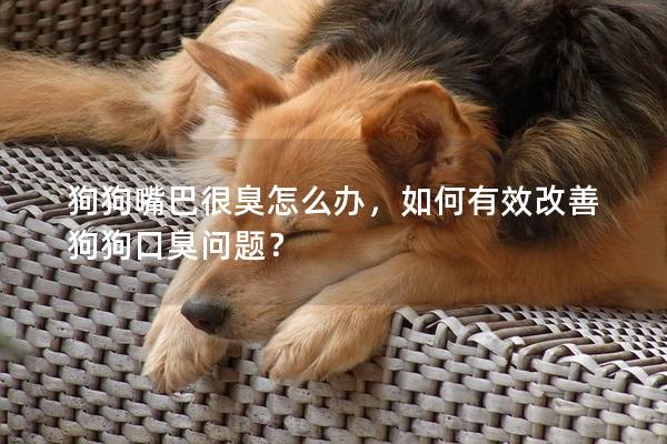 狗狗嘴巴很臭怎么辦，如何有效改善狗狗口臭問題？