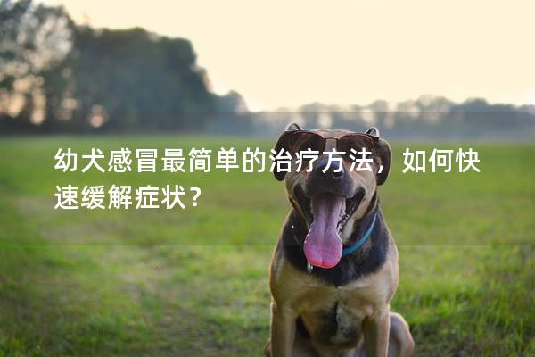 幼犬感冒最簡單的治療方法，如何快速緩解癥狀？