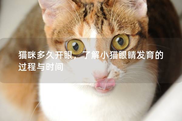 貓咪多久開(kāi)眼，了解小貓眼睛發(fā)育的過(guò)程與時(shí)間