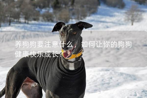 養狗狗要注意什么，如何讓你的狗狗健康快樂成長？