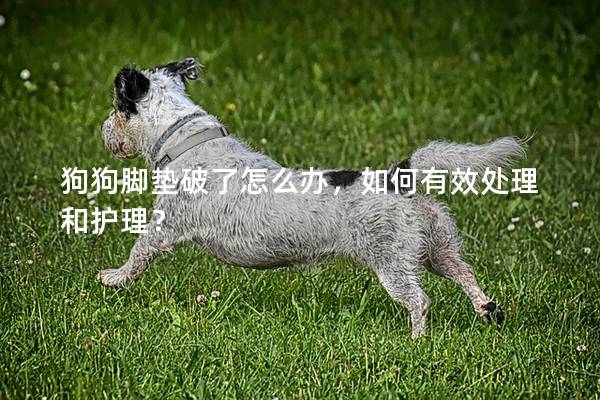 狗狗腳墊破了怎么辦，如何有效處理和護理？