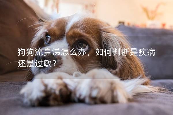 狗狗流鼻涕怎么辦，如何判斷是疾病還是過敏？